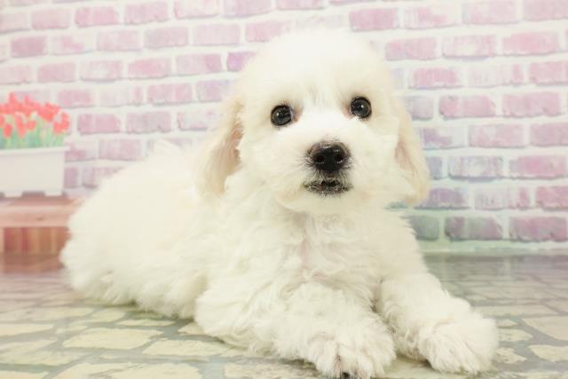 埼玉県のビションフリーゼ (Coo&RIKU川口戸塚店/2026年1月1日生まれ/女の子/ホワイト)の子犬の3枚目の画像