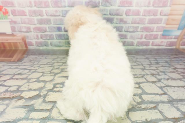 埼玉県のビションフリーゼ (Coo&RIKU川口戸塚店/2026年1月1日生まれ/女の子/ホワイト)の子犬の4枚目の画像