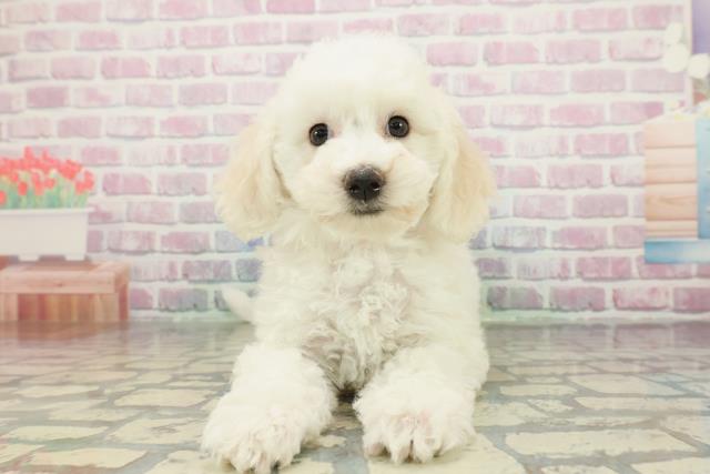 東京都のビションフリーゼ (Coo&RIKU東久留米店/2026年1月1日生まれ/女の子/ホワイト)の子犬の1枚目の画像