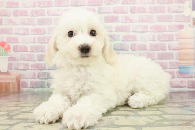 東京都のビションフリーゼ (Coo&RIKU東久留米店/2026年1月1日生まれ/女の子/ホワイト)の子犬の2枚目の画像