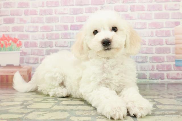 東京都のビションフリーゼ (Coo&RIKU東久留米店/2026年1月1日生まれ/女の子/ホワイト)の子犬の3枚目の画像