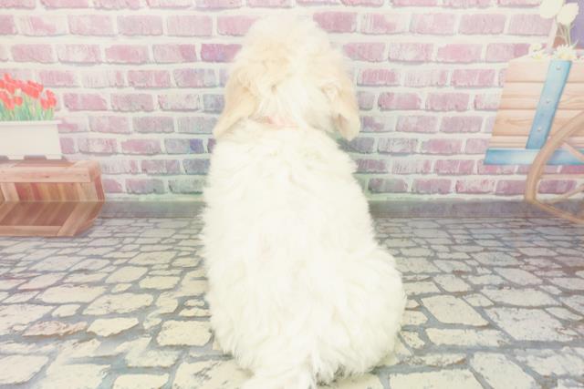 東京都のビションフリーゼ (Coo&RIKU東久留米店/2026年1月1日生まれ/女の子/ホワイト)の子犬の4枚目の画像