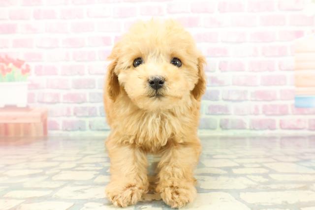 トイ・プードル