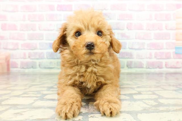 トイ・プードル