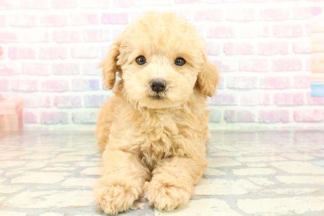 トイ・プードル