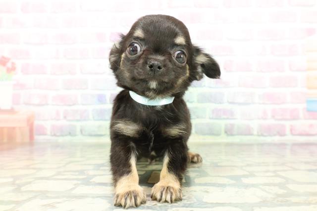 東京都のチワワ(ロング) (Coo&RIKU池袋西口店/2026年1月5日生まれ/男の子/ブラックタン)の子犬の1枚目の画像