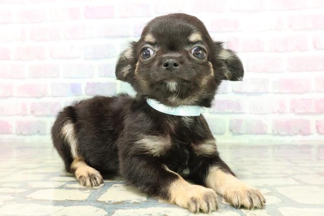 東京都のチワワ(ロング) (Coo&RIKU池袋西口店/2026年1月5日生まれ/男の子/ブラックタン)の子犬の3枚目の画像