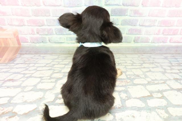 東京都のチワワ(ロング) (Coo&RIKU池袋西口店/2026年1月5日生まれ/男の子/ブラックタン)の子犬の4枚目の画像