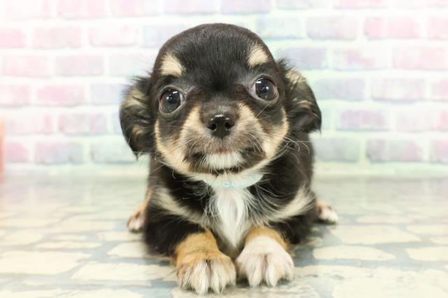 埼玉県のチワワ(ロング) (Coo&RIKU春日部店/2026年1月5日生まれ/男の子/ブラックタンホワイト)の子犬の1枚目の画像