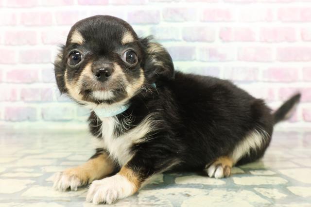 埼玉県のチワワ(ロング) (Coo&RIKU春日部店/2026年1月5日生まれ/男の子/ブラックタンホワイト)の子犬の2枚目の画像