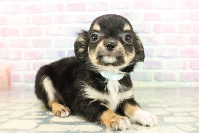 埼玉県のチワワ(ロング) (Coo&RIKU春日部店/2026年1月5日生まれ/男の子/ブラックタンホワイト)の子犬の3枚目の画像