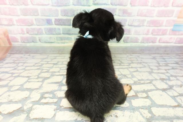 埼玉県のチワワ(ロング) (Coo&RIKU春日部店/2026年1月5日生まれ/男の子/ブラックタンホワイト)の子犬の4枚目の画像