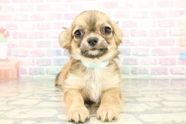 チワワ（ロングコート）