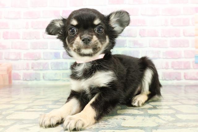 東京都のチワワ(ロング) (Coo&RIKU板橋店/2026年1月5日生まれ/女の子/ブラックタンホワイト)の子犬の2枚目の画像