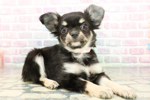 東京都のチワワ(ロング) (Coo&RIKU板橋店/2026年1月5日生まれ/女の子/ブラックタンホワイト)の子犬の3枚目の画像