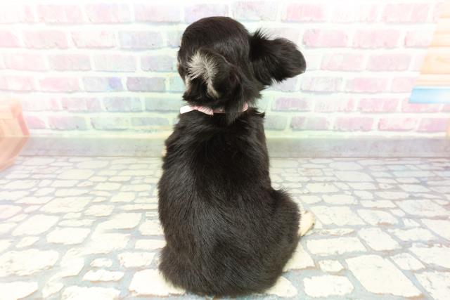 東京都のチワワ(ロング) (Coo&RIKU板橋店/2026年1月5日生まれ/女の子/ブラックタンホワイト)の子犬の4枚目の画像