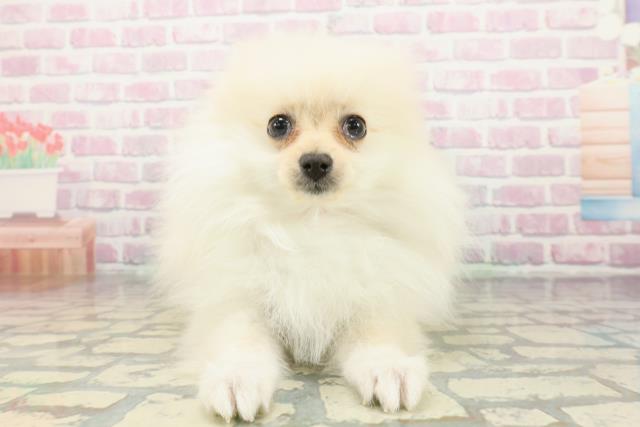 埼玉県のポメラニアン (Coo&RIKU所沢店/2025年12月11日生まれ/女の子/クリーム)の子犬の1枚目の画像