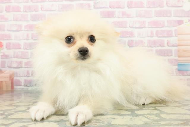 埼玉県のポメラニアン (Coo&RIKU所沢店/2025年12月11日生まれ/女の子/クリーム)の子犬の2枚目の画像