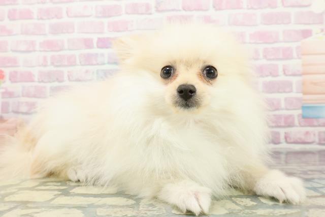 埼玉県のポメラニアン (Coo&RIKU所沢店/2025年12月11日生まれ/女の子/クリーム)の子犬の3枚目の画像