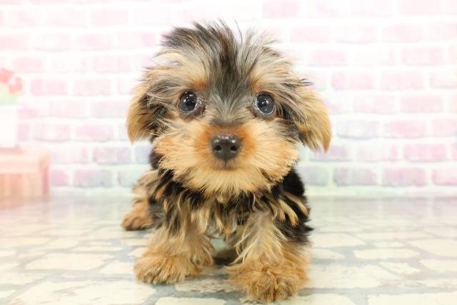 東京都のヨークシャーテリア (Coo&RIKU練馬店/2025年12月17日生まれ/女の子/スチールブルータン)の子犬の1枚目の画像