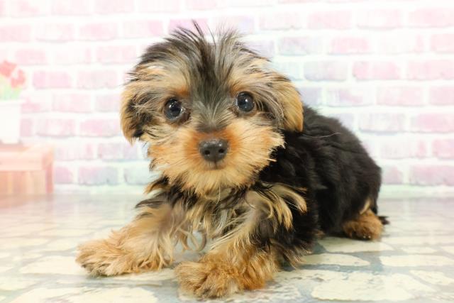 東京都のヨークシャーテリア (Coo&RIKU練馬店/2025年12月17日生まれ/女の子/スチールブルータン)の子犬の2枚目の画像