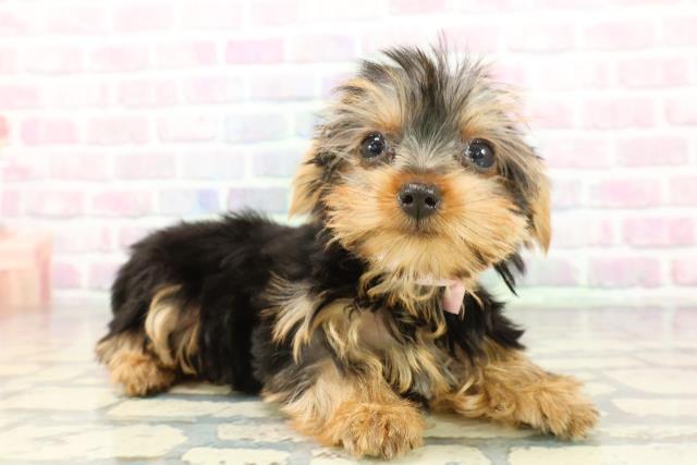 東京都のヨークシャーテリア (Coo&RIKU練馬店/2025年12月17日生まれ/女の子/スチールブルータン)の子犬の3枚目の画像