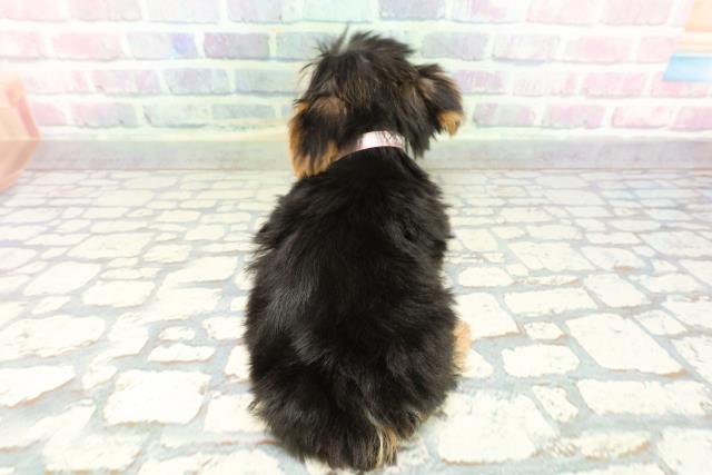 東京都のヨークシャーテリア (Coo&RIKU練馬店/2025年12月17日生まれ/女の子/スチールブルータン)の子犬の4枚目の画像
