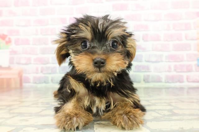 神奈川県のヨークシャーテリア (Coo&RIKUパウ川崎店/2025年12月17日生まれ/女の子/スチールブルータン)の子犬の1枚目の画像