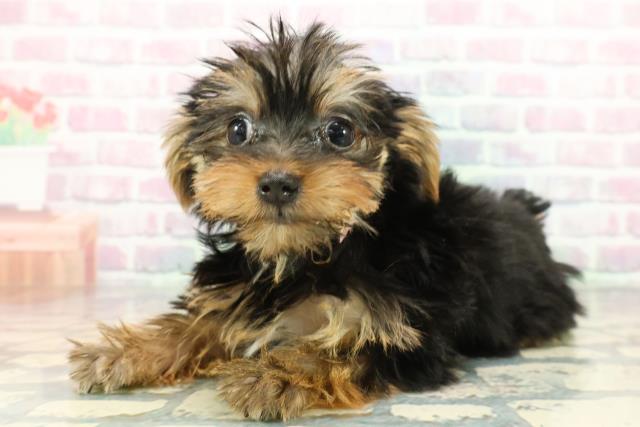 神奈川県のヨークシャーテリア (Coo&RIKUパウ川崎店/2025年12月17日生まれ/女の子/スチールブルータン)の子犬の2枚目の画像