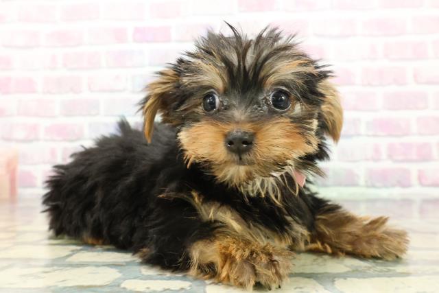 神奈川県のヨークシャーテリア (Coo&RIKUパウ川崎店/2025年12月17日生まれ/女の子/スチールブルータン)の子犬の3枚目の画像