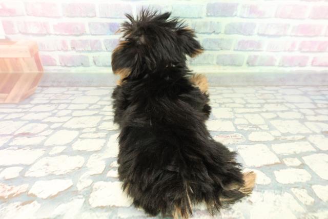 神奈川県のヨークシャーテリア (Coo&RIKUパウ川崎店/2025年12月17日生まれ/女の子/スチールブルータン)の子犬の4枚目の画像