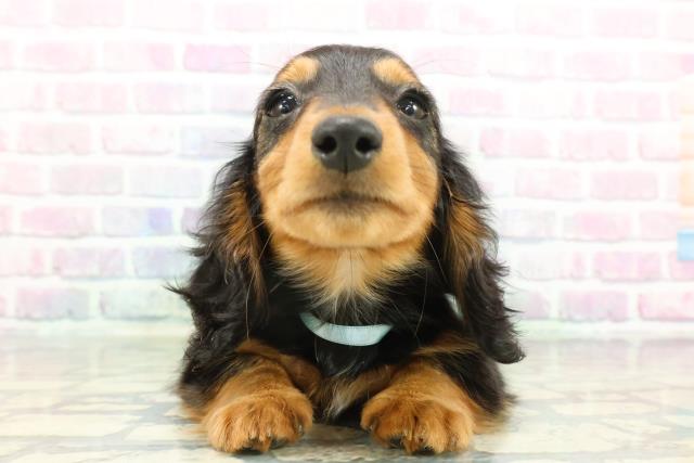 ミニチュア・ダックスフンド