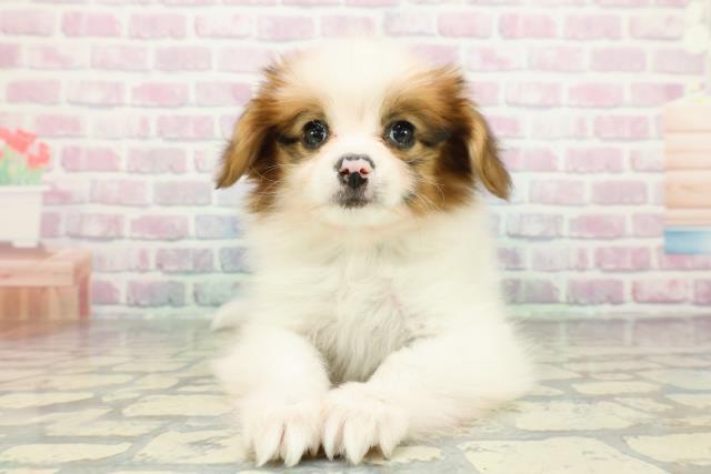 埼玉県のパピヨン (Coo&RIKU熊谷ニットーモール店/2025年12月25日生まれ/男の子/ホワイトブラウン)の子犬の1枚目の画像