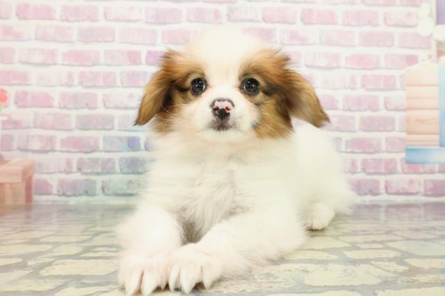 埼玉県のパピヨン (Coo&RIKU熊谷ニットーモール店/2025年12月25日生まれ/男の子/ホワイトブラウン)の子犬の2枚目の画像