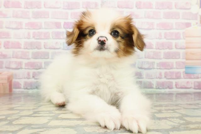 埼玉県のパピヨン (Coo&RIKU熊谷ニットーモール店/2025年12月25日生まれ/男の子/ホワイトブラウン)の子犬の3枚目の画像