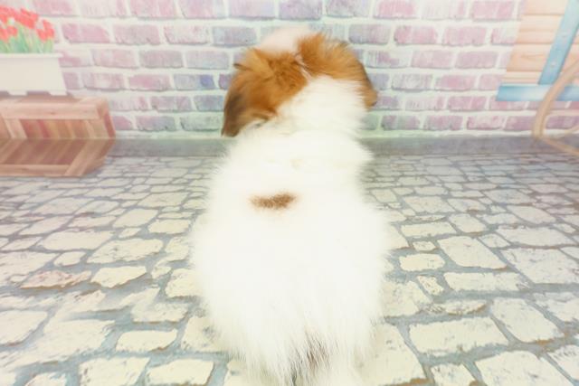 埼玉県のパピヨン (Coo&RIKU熊谷ニットーモール店/2025年12月25日生まれ/男の子/ホワイトブラウン)の子犬の4枚目の画像