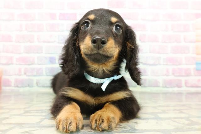 ミニチュア・ダックスフンド