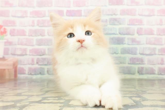 東京都のメインクーン (Coo&RIKU中野サンモール店/2026年1月5日生まれ/男の子/クリームホワイト)の子猫の1枚目の画像