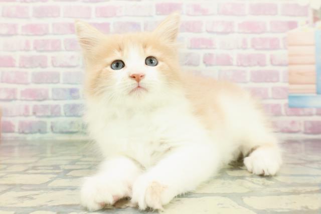 東京都のメインクーン (Coo&RIKU中野サンモール店/2026年1月5日生まれ/男の子/クリームホワイト)の子猫の2枚目の画像