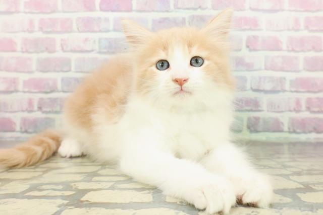 東京都のメインクーン (Coo&RIKU中野サンモール店/2026年1月5日生まれ/男の子/クリームホワイト)の子猫の3枚目の画像