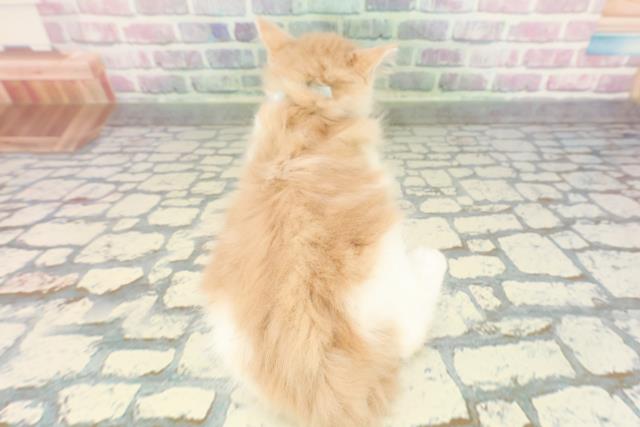 東京都のメインクーン (Coo&RIKU中野サンモール店/2026年1月5日生まれ/男の子/クリームホワイト)の子猫の4枚目の画像