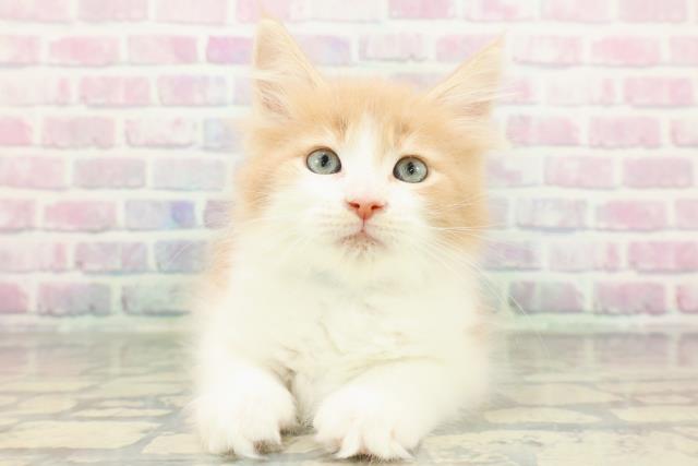 埼玉県のメインクーン (Coo&RIKU大宮店/2026年1月5日生まれ/男の子/クリームホワイト)の子猫