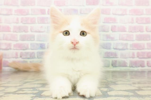 千葉県のメインクーン (Coo&RIKUフレスポ稲毛店/2026年1月5日生まれ/男の子/クリームホワイト)の子猫の1枚目の画像