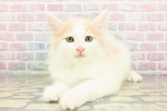 千葉県のメインクーン (Coo&RIKUフレスポ稲毛店/2026年1月5日生まれ/男の子/クリームホワイト)の子猫の2枚目の画像