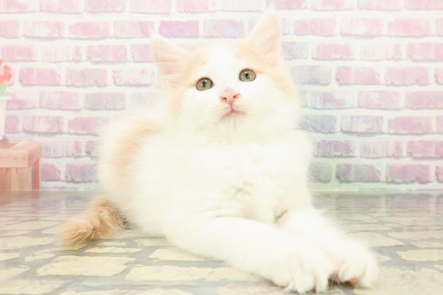 千葉県のメインクーン (Coo&RIKUフレスポ稲毛店/2026年1月5日生まれ/男の子/クリームホワイト)の子猫の3枚目の画像