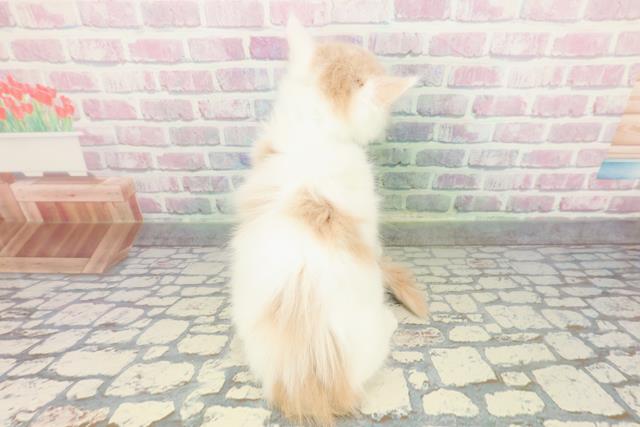 千葉県のメインクーン (Coo&RIKUフレスポ稲毛店/2026年1月5日生まれ/男の子/クリームホワイト)の子猫の4枚目の画像