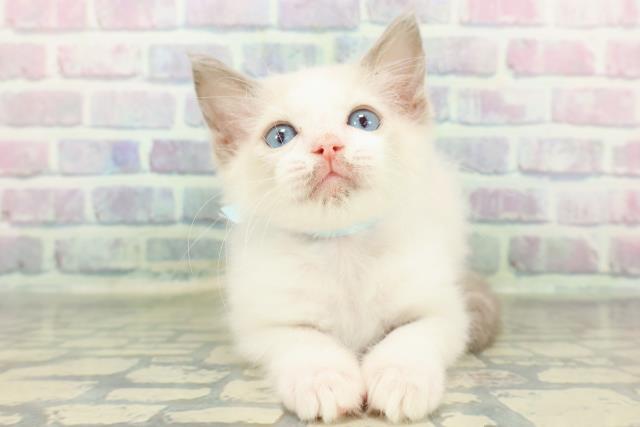埼玉県のラグドール (Coo&RIKU熊谷ニットーモール店/2025年12月27日生まれ/男の子/シールポイントバイカラー)の子猫の1枚目の画像