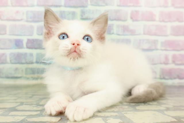 埼玉県のラグドール (Coo&RIKU熊谷ニットーモール店/2025年12月27日生まれ/男の子/シールポイントバイカラー)の子猫の2枚目の画像