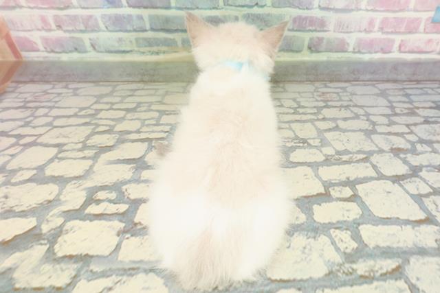 埼玉県のラグドール (Coo&RIKU熊谷ニットーモール店/2025年12月27日生まれ/男の子/シールポイントバイカラー)の子猫の4枚目の画像
