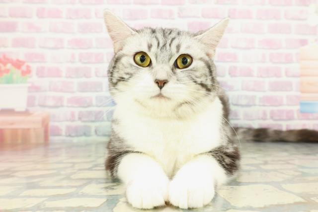 神奈川県のスコティッシュフォールド (Coo&RIKUパウ川崎店/2025年8月14日生まれ/女の子/シルバータビーホワイト)の子猫の1枚目の画像